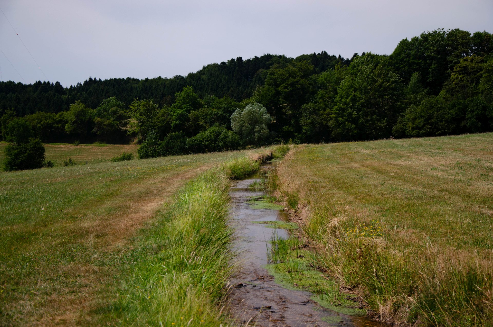 Wuhre zur Wiesenwässerung durchzogen auch die Tallagen; hier das Heidenwuhr bei Bergalingen, Quelle: Stadtmuseum Wehr