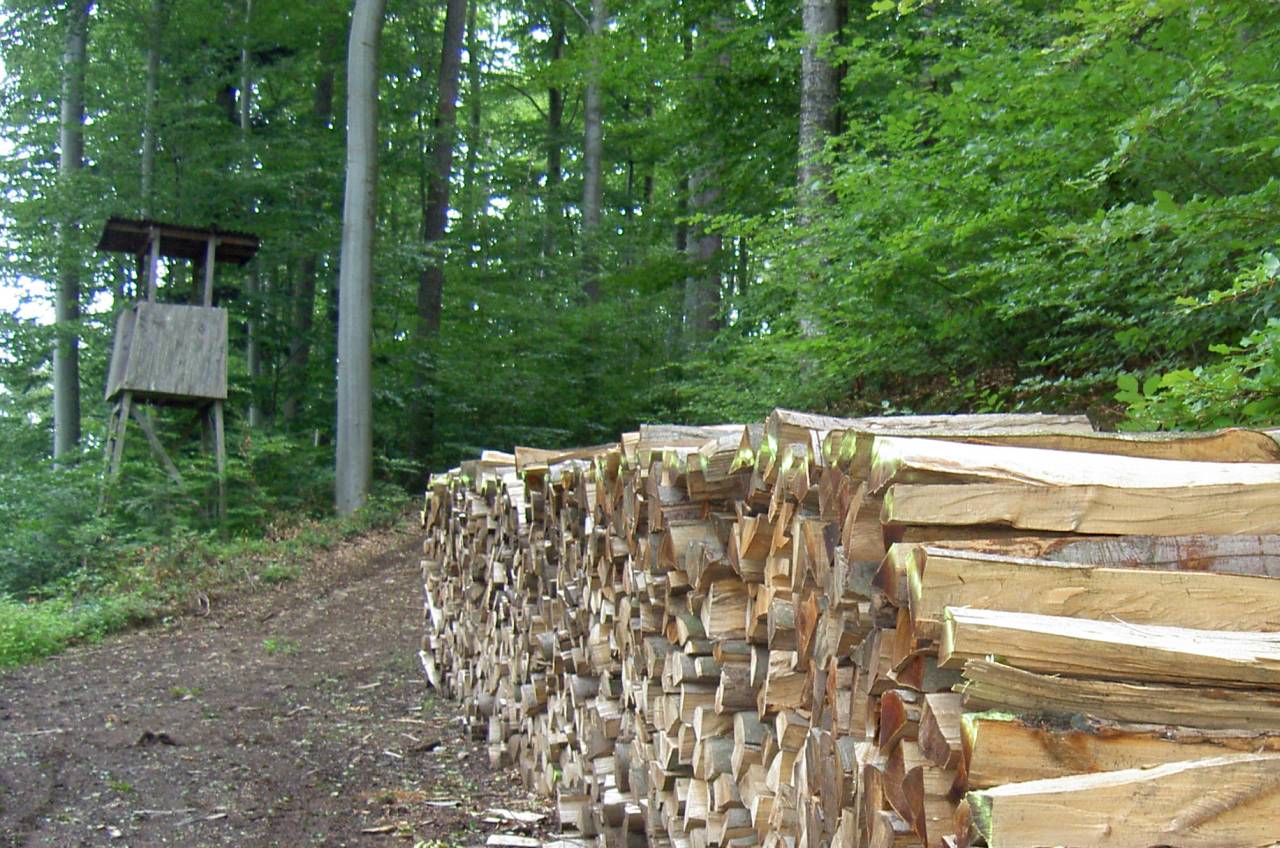 Waldnutzungen im Spiegel der Jahrhunderte