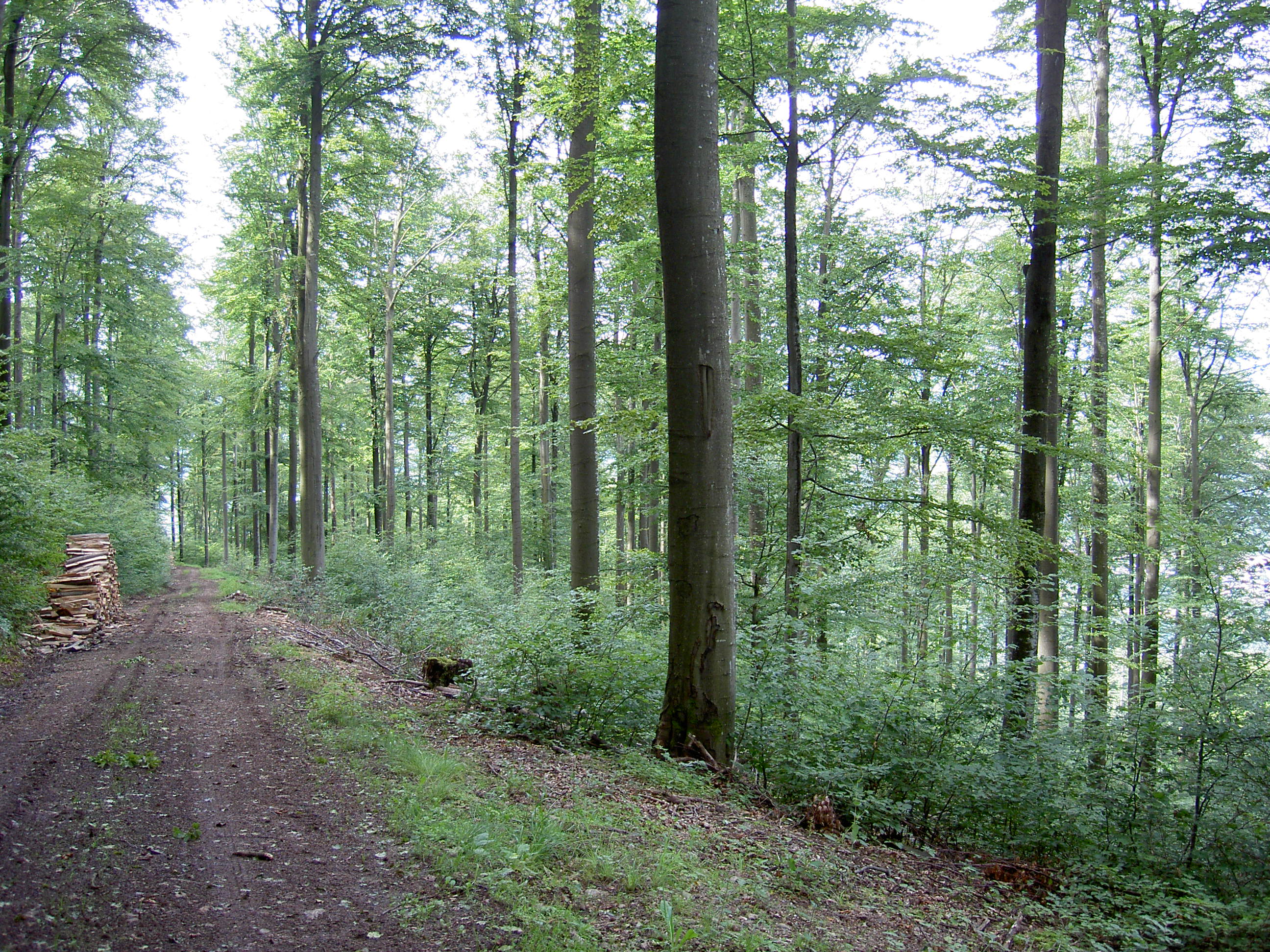 Waldnutzungen im Spiegel der Jahrhunderte